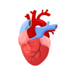 Help to prevent arrhythmia and heart disorders