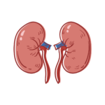 Helps to detoxify body and improve kidney health